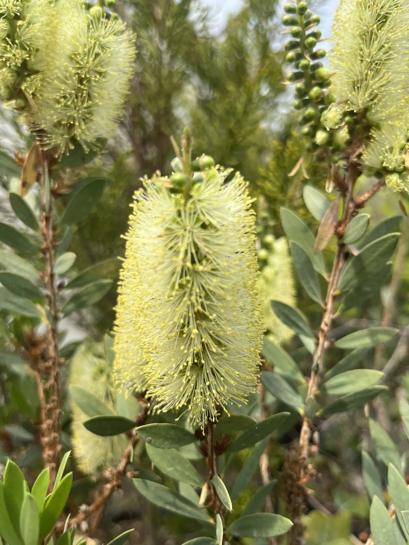 Alpine bottlebrush blume samen for anpflanzung