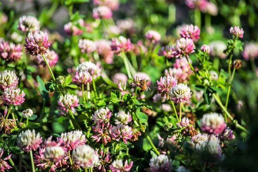 Packet of Alsike Clover pink and white Blume legume Samen
