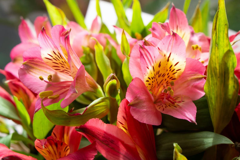 Alstroemeria blume samen for anpflanzung