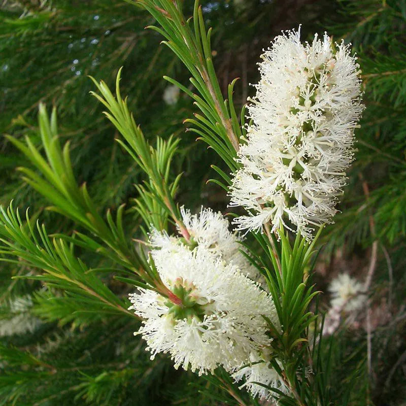 Bright alternifolia samen for long-lasting flowering