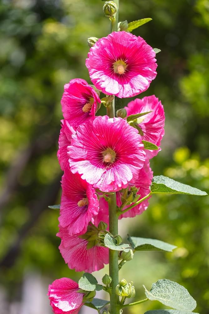 Althaea rosea pflanzen adding color to garten borders