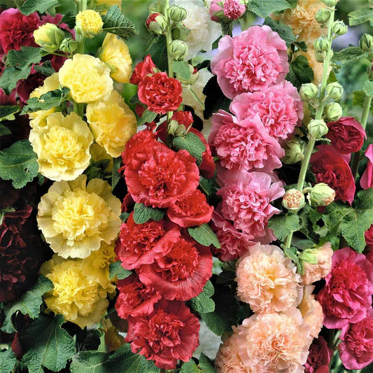 Althaea rosea mixed blume samen for anpflanzung