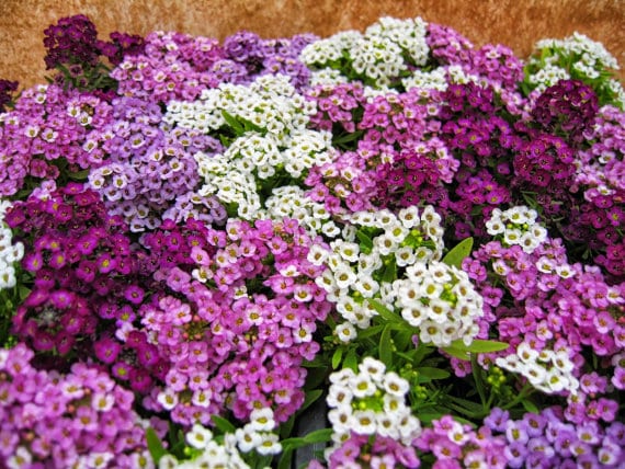 Alyssum Easter Bonnet, mélange de graines de fleurs à semer, favorable aux pollinisateurs, variété traditionnelle et sans OGM, graines pour le jardin familial