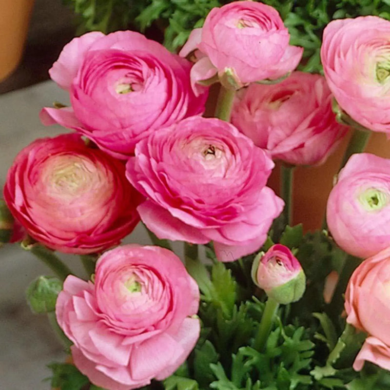 Graines de fleurs de renoncule vivace à semer, tolérante à la sécheresse, variété traditionnelle, sans OGM, graines pour jardin familial