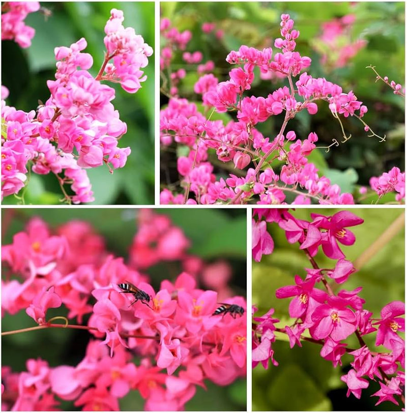 Antigonon blume samen for anpflanzung
