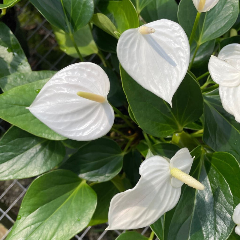 Anturio pflanze samen for anpflanzung – tropical anthurium rot blooms