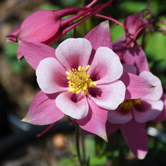 Aquilegia dark rosa & weiß blume samen for anpflanzung