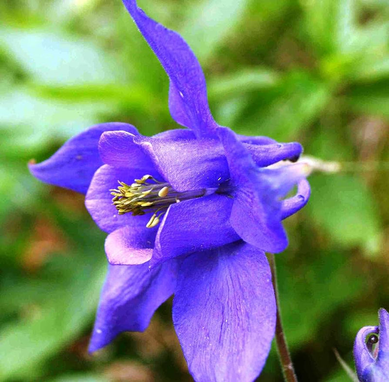 Aquilegia lila pflanze samen for anpflanzung
