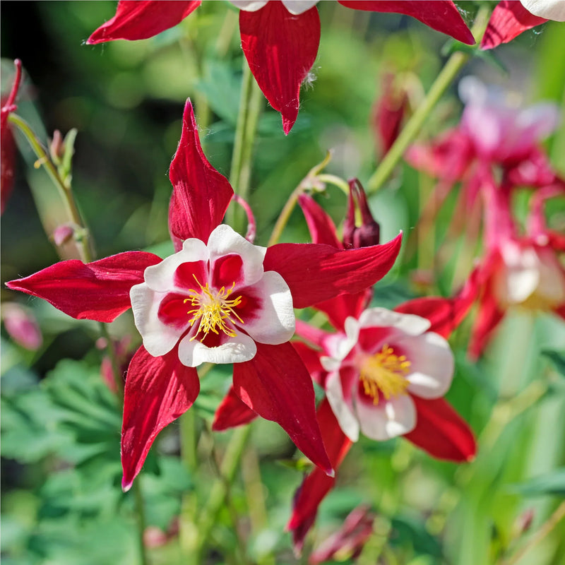 Rot weiß aquilegia blume samen for vibrant garten anpflanzung