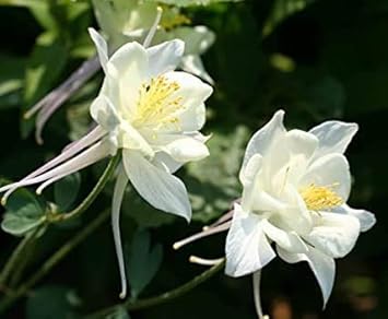 Weiß aquilegia blumen in garten border
