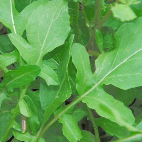 Arugula Samen Roquette Eruca Vesicaria Sativa Rocket Rucola Rugula