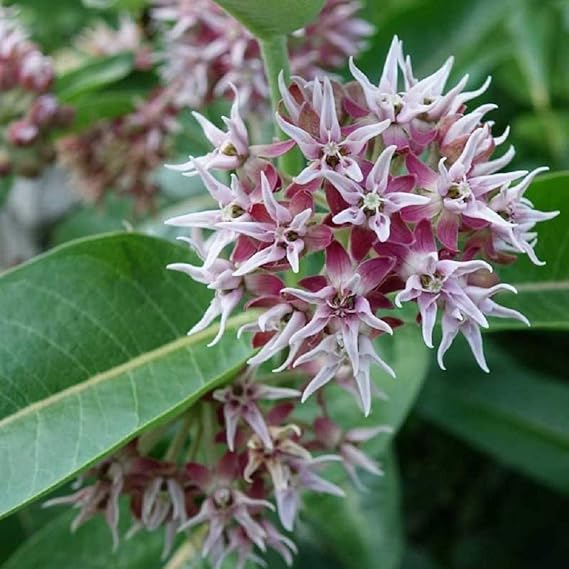 Asclepias speciosa milkweed samen for anpflanzung