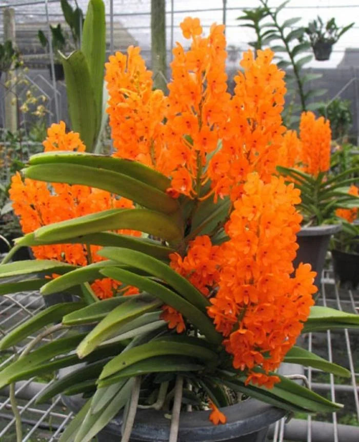 Ascocentrum ampullaceum orange blume samen for vibrant garten blooms