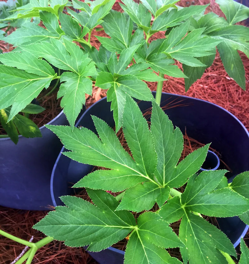 Ashitaba samen für aussaat - grow your own herbal wellness pflanze