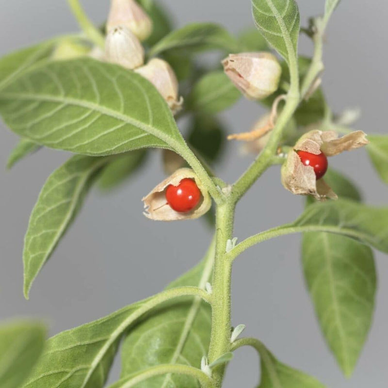 Ashwagandha Samen for Aussaat in herbal gardens