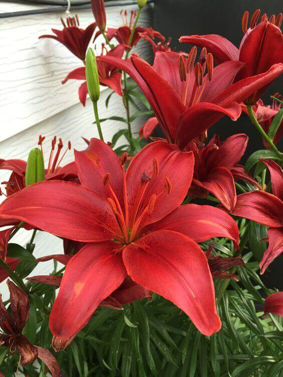 Rojo Lilium semillas de flores para siembra, ideales para parterres, variedad tradicional y sin ingeniería genética, semillas para jardín doméstico