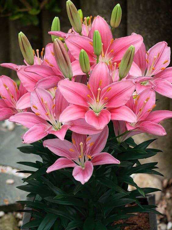 semillas de Lilium rosa, esenciales para el jardín de estilo campestre, variedad tradicional y sin organismos modificados genéticamente, semillas para el jardín doméstico