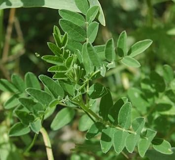 Astragalus Membranaceus Samen for Easy Aussaat