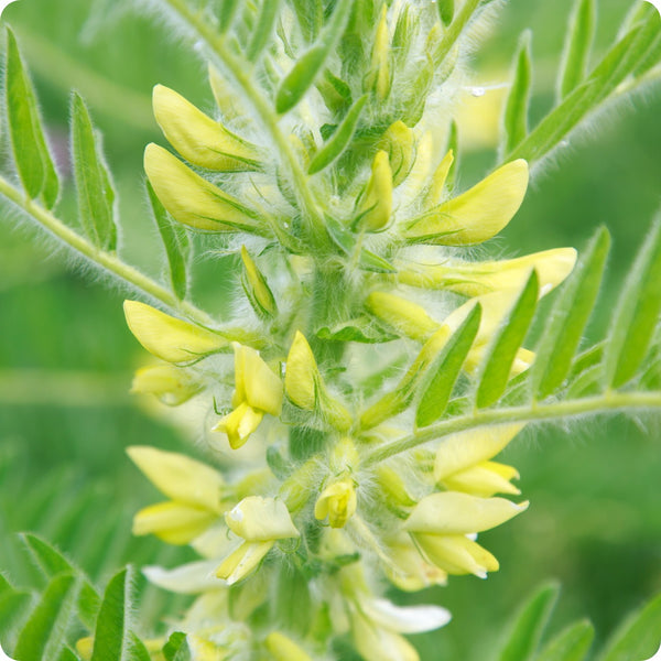 Astragalus Samen Astragalus membranaceus hardy perennial Kraut