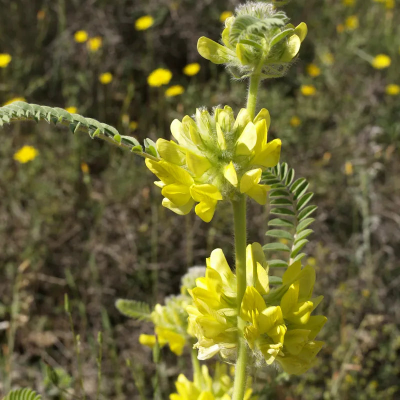 Astragalus Yellow Blume Samen for Aussaat in Herbal Gardens