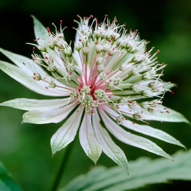 Astrantia blume samen for anpflanzung