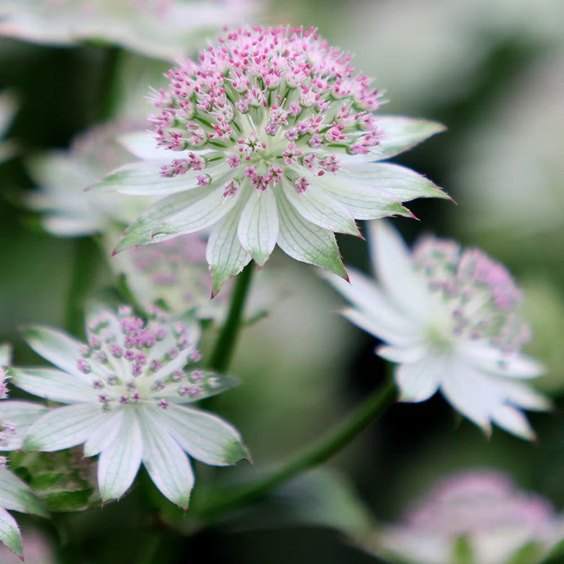 Astrantia blume samen in weiß and rosa mix for anpflanzung