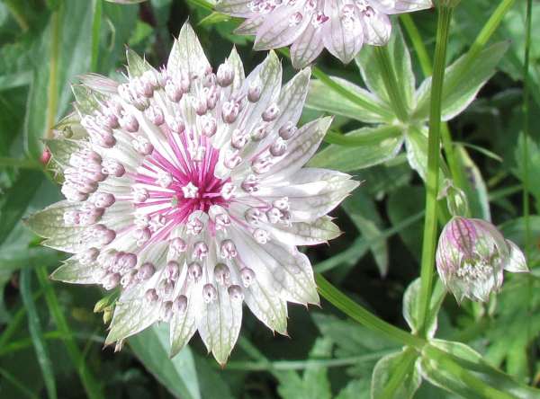 Astrantia blume samen