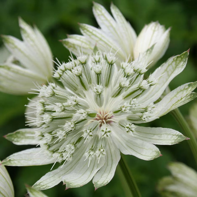 Astrantia weiß blume samen for anpflanzung