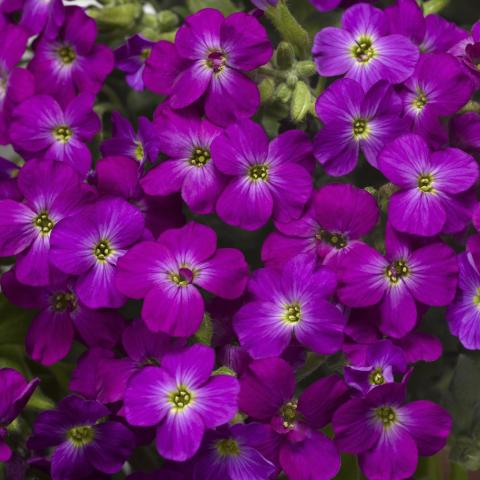 Aubrieta cascade lila blume samen for vibrant ground cover