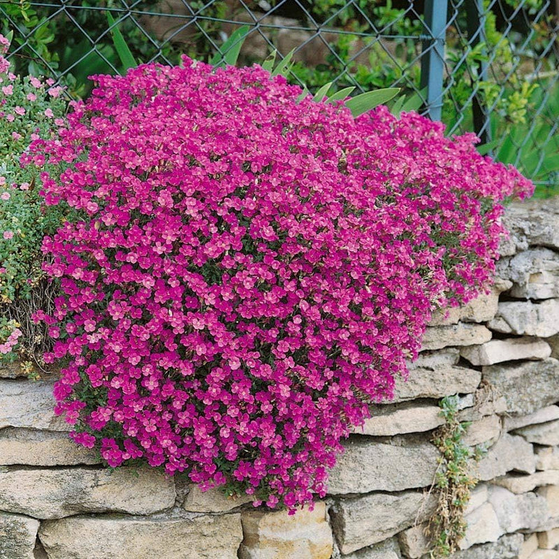 Aubrieta cultorum rosa blume samen for anpflanzung