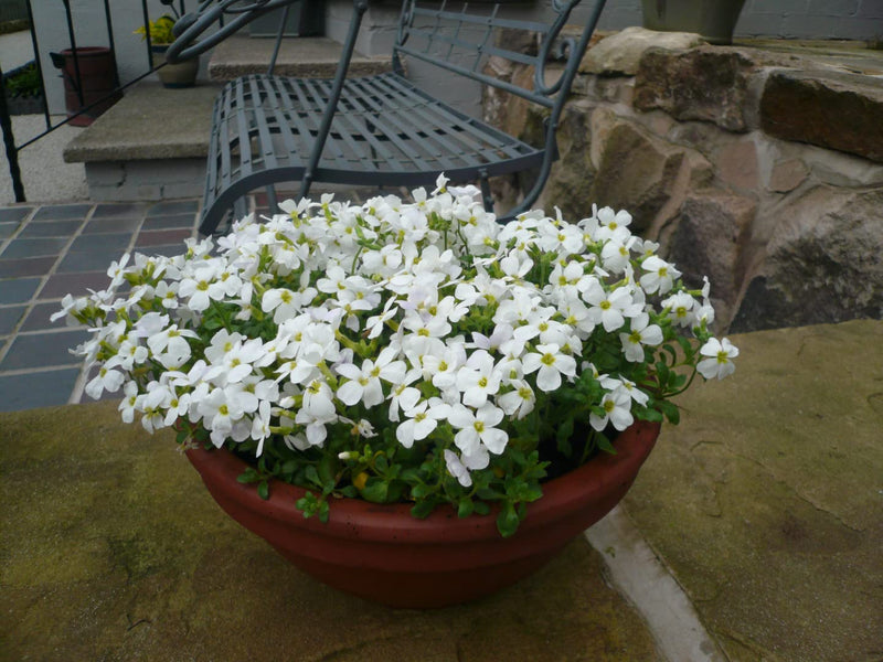 Aubrieta cultorum weiß blume samen for anpflanzung