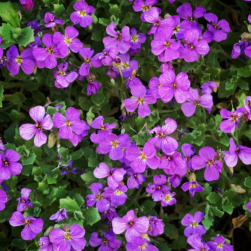 Aubrieta blume samen for anpflanzung perennials