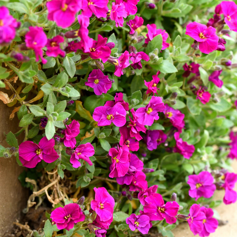Aubrieta samen