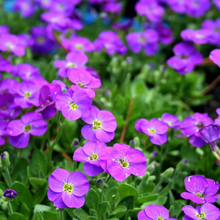 Aubretia blume samen for anpflanzung premium quality heirloom & gmo free samen for home garten
sale samen for home garten anpflanzung