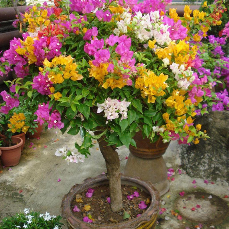 Graines de bougainvillier rose et jaune à semer, fleurs colorées pour les compositions, variété traditionnelle et sans OGM, graines pour jardin familial
