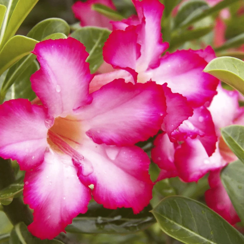 Semillas de flores rosa rosa del desierto para siembra – tolera la semisombra – variedad tradicional y sin ingeniería genética, semillas para el jardín doméstico