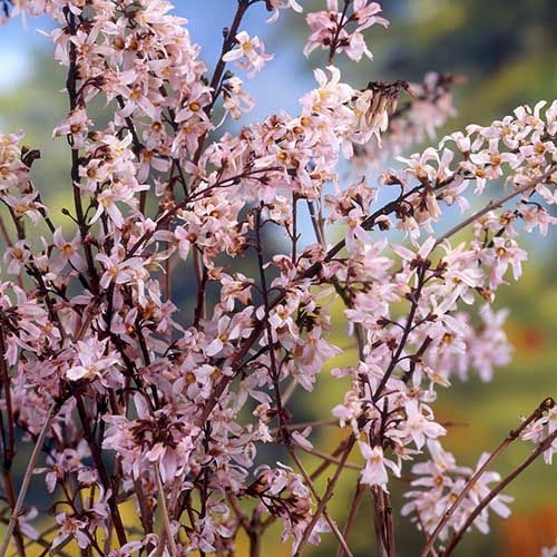 Semillas de flores de Forsythia trifoliata rosas para siembra – espectáculo colorido – variedad tradicional y semillas de jardín doméstico sin ingeniería genética