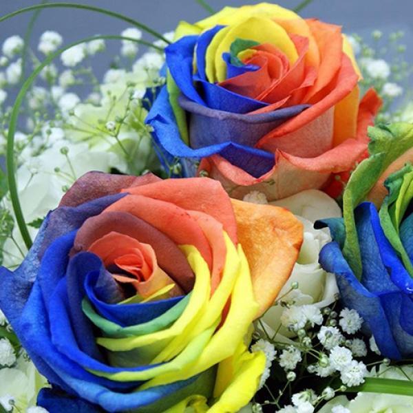 Semillas de flores de rosa arcoíris para sembrar – popular en el jardín – variedad tradicional y semillas sin ingeniería genética para el jardín doméstico
