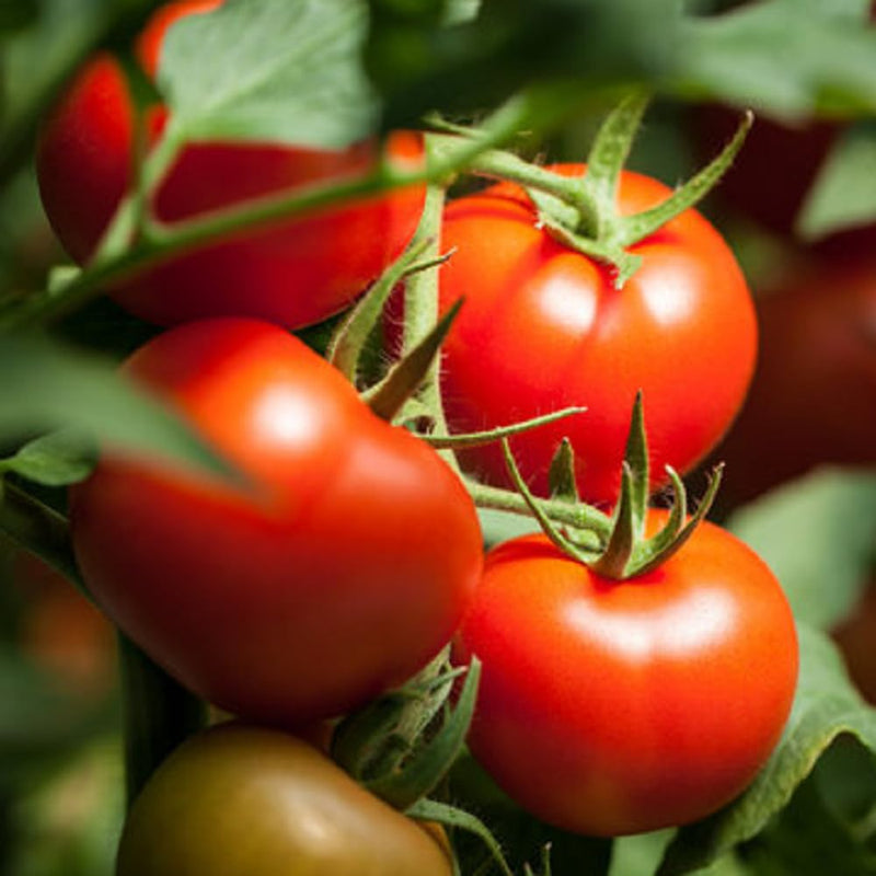 Balkon red f1 tomato samen für pots and balconies