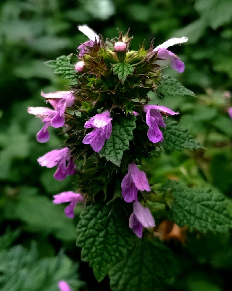Ballota nigra blume samen for unique anpflanzung