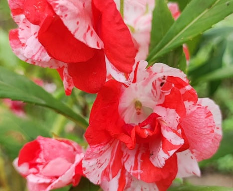 Semillas de flores de camelia roja y blanca, floración estacional y prolongada, variedad tradicional sin transgénicos, semillas para el jardín doméstico