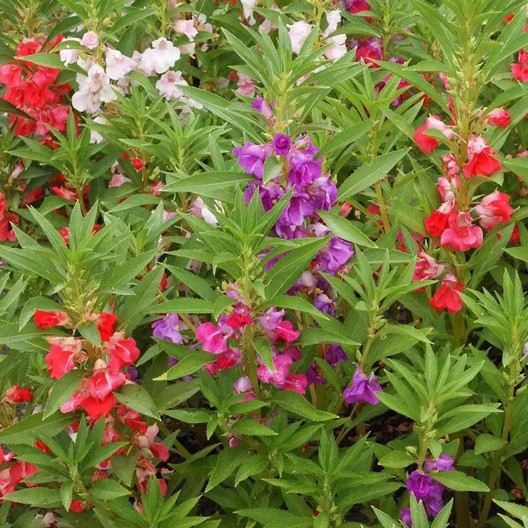 Semillas de balsamina para sembrar, variedad resistente, variedad tradicional y sin modificación genética, semillas para huerto doméstico