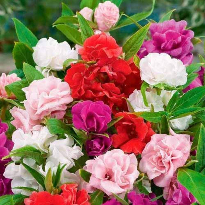 Balsamine mixed blume samen for anpflanzung