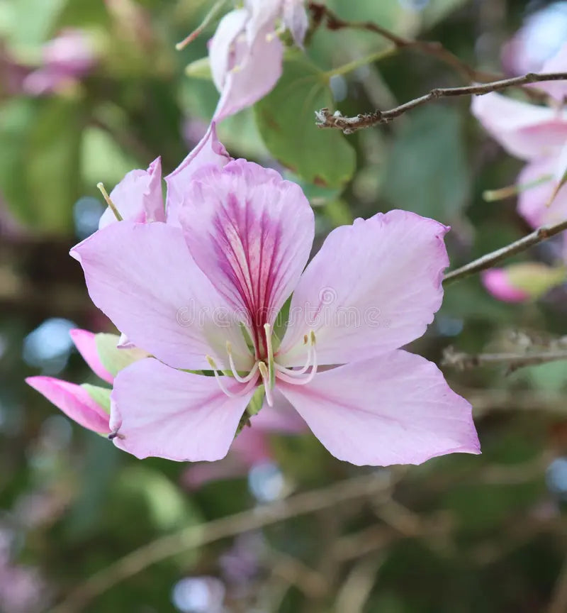 Semillas de flores de Variegata para siembra, variedad resistente, variedad tradicional y sin ingeniería genética, semillas para el jardín doméstico