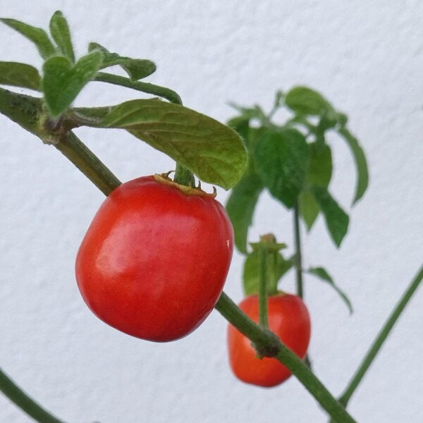 Graines de piment rocoto géant rouge à planter