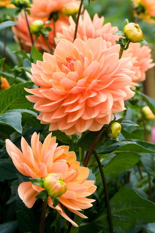 Pfirsichfarbene Immergrün-Dahlie „Rancho“-Blumensamen – zarte einjährige Pflanzen für warme Jahreszeiten
