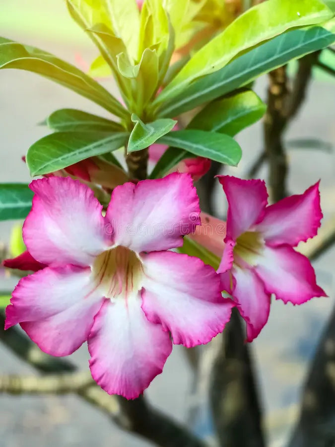Blanco Rosa Rosa del desierto semillas de flores para siembra mezcla de flores silvestres variedad tradicional y sin modificación genética semillas para jardín doméstico