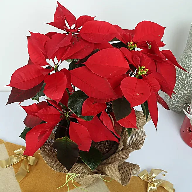 Semillas de flores de flor de Pascua para sembrar – temporada de floración prolongada – variedad tradicional y sin OGM, semillas para el jardín doméstico