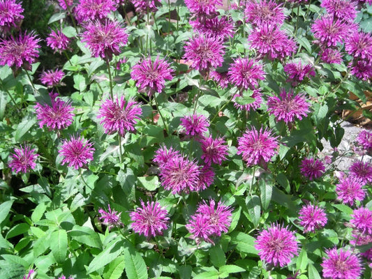 Bee Balm Zitrone Mint Monarda Citriodora gentechnikfrei Samen for Aussaat