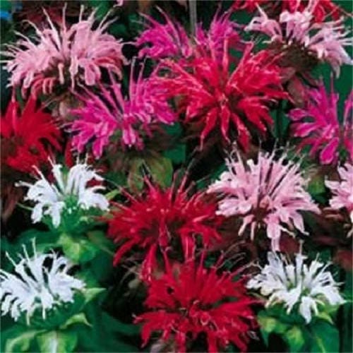 Bee Balm Mix Monarda Didyma Samen for Garten Aussaat